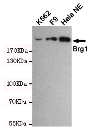 Western blot detection of BRG1 in Hela NE,F9 and K562 cell lysates using BRG1 mouse mAb (1:1000 diluted).Predicted band size:220KDa.Observed band size:220KDa.