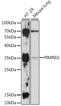 Western blot - PIMREG Polyclonal Antibody 