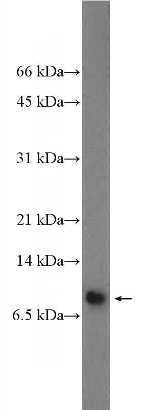 HEK-293 cells were subjected to SDS PAGE followed by western blot with Catalog No:115385(C11orf75 Antibody) at dilution of 1:300
