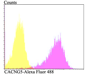 Fig5: Flow cytometric analysis of PANC-1 cells with CACNG5 antibody at 1/100 dilution (fuchsia) compared with an unlabelled control (cells without incubation with primary antibody; yellow). Alexa Fluor 488-conjugated goat anti-rabbit IgG was used as the secondary antibody.
