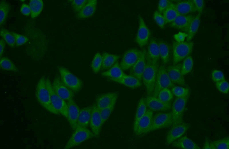 Immunofluorescent analysis of HepG2 cells using Catalog No:114022(PMF1 Antibody) at dilution of 1:25 and Alexa Fluor 488-congugated AffiniPure Goat Anti-Rabbit IgG(H+L)