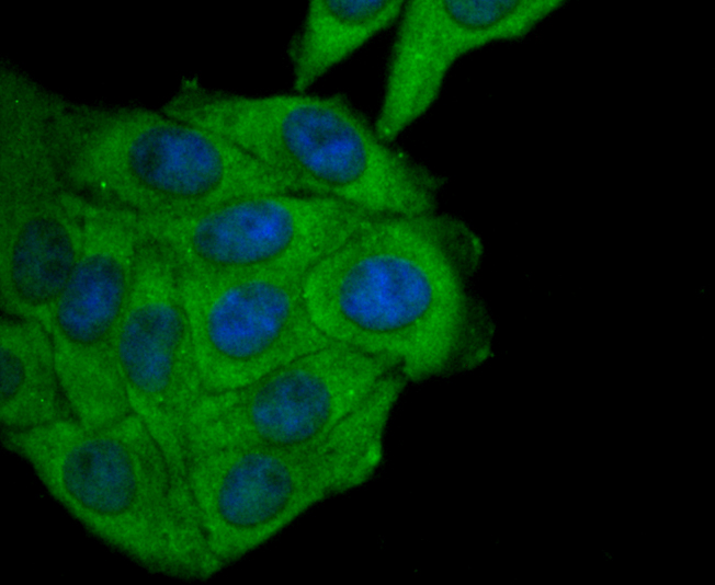 Fig3: ICC staining FPR1 in HepG2 cells (green). The nuclear counter stain is DAPI (blue). Cells were fixed in paraformaldehyde, permeabilised with 0.25% Triton X100/PBS.