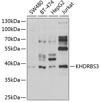 Western blot - KHDRBS3 Polyclonal Antibody 