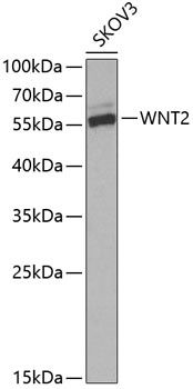 Western blot - WNT2 Polyclonal Antibody 