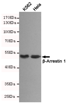 Western blot detection of u03b2-Arrestin 1 in K562 and Hela cell lysates using u03b2-Arrestin 1 mouse mAb(dilution 1:500).Predicted band size:51kDa.Observed band size:51kDa.
