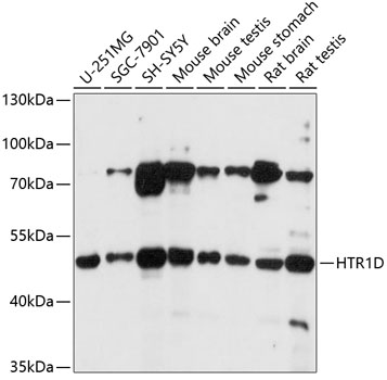 Western blot - HTR1D Polyclonal Antibody 