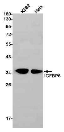 Western blot detection of IGFBP6 in K562,Hela cell lysates using IGFBP6 Rabbit pAb(1:1000 diluted).Predicted band size:25kDa.Observed band size:35kDa.