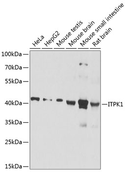 Western blot - ITPK1 Polyclonal Antibody 