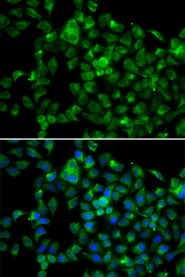 Immunofluorescence - NAT8B Polyclonal Antibody 