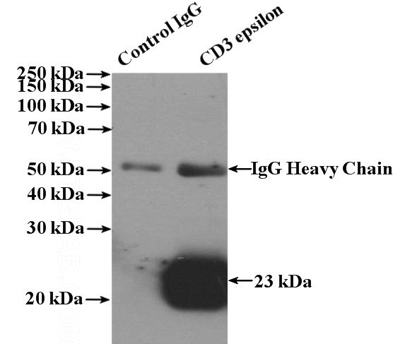 IP Result of anti-CD3E (IP:Catalog No:109020, 4ug; Detection:Catalog No:109020 1:1000) with Jurkat cells lysate 3600ug.