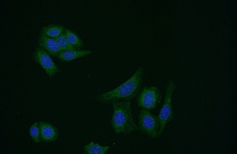 Immunofluorescent analysis of HeLa cells using Catalog No:107992(AMH Antibody) at dilution of 1:50 and Alexa Fluor 488-congugated AffiniPure Goat Anti-Rabbit IgG(H+L)