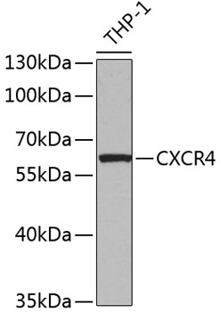 Western blot - CXCR4 Polyclonal Antibody 