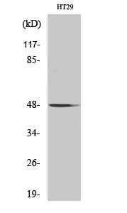 Fig1:; Western Blot analysis of various cells using NBPF7 Polyclonal Antibody