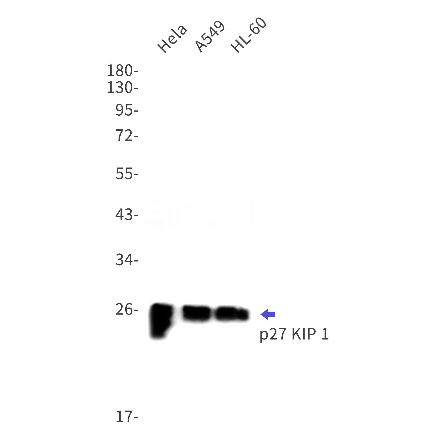 Western blot detection of p27 KIP 1 in Hela,A549,HL-60 cell lysates using p27 KIP 1 Rabbit mAb(1:1000 diluted).Predicted band size:22kDa.Observed band size:27kDa.