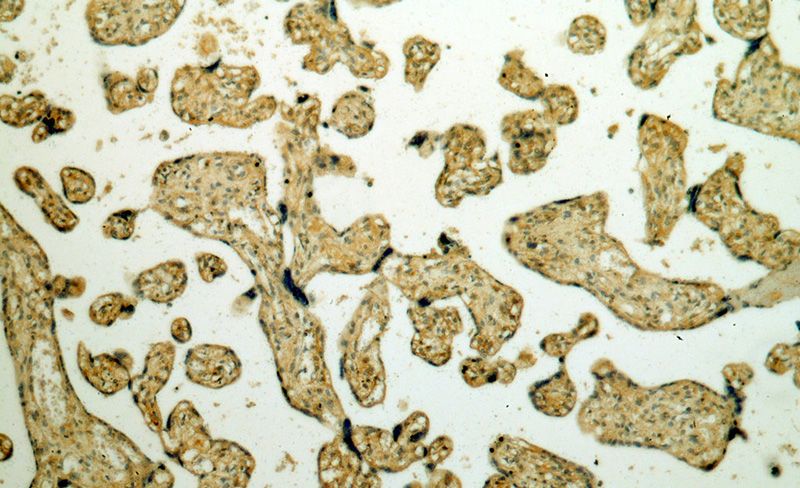 Immunohistochemical of paraffin-embedded human placenta using Catalog No:113182(NID2 antibody) at dilution of 1:100 (under 10x lens)