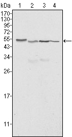 Western blot analysis using Calreticulin mouse mAb against Hela (1), A549 (2), NTERA2 (3) and MCF-7 (4) cell lysate.