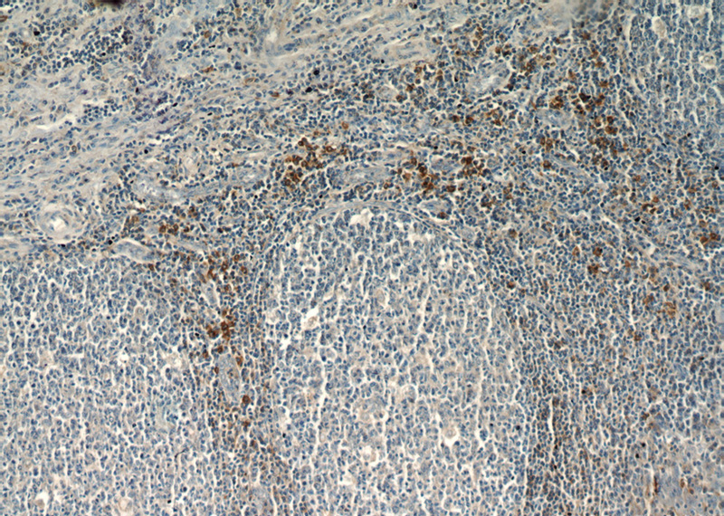 Immunohistochemical of paraffin-embedded human tonsil using Catalog No:113931(PLAC8 antibody) at dilution of 1:50 (under 10x lens)