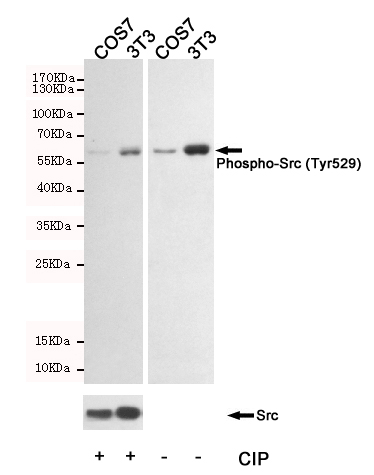 Western blot analysis of extracts from COS7 and 3T3 cells, using SRC(Phospho-Tyr529) Rabbit mAb.The phospho-specificity of the antibody was further characterized by treating the membrane with alkaline phosphatase after Western transfer.