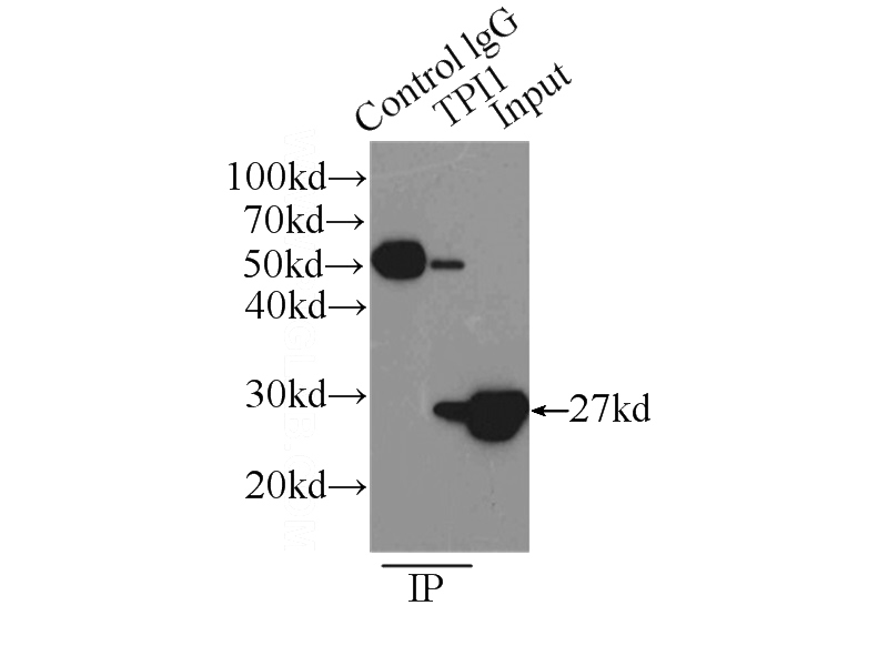 IP Result of anti-TPI1 (IP:Catalog No:116265, 3ug; Detection:Catalog No:116265 1:1000) with HEK-293 cells lysate 2500ug.
