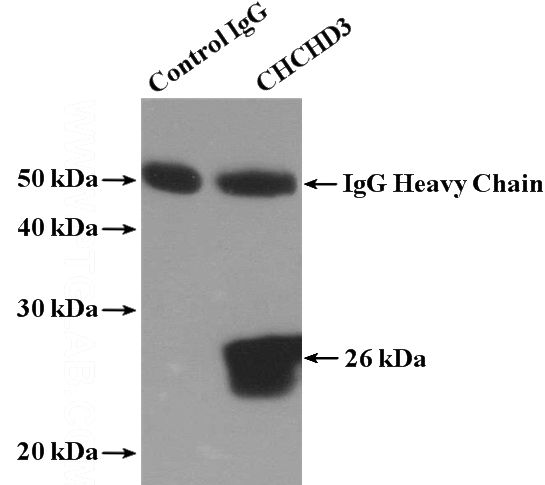 IP Result of anti-CHCHD3 (IP:Catalog No:109213, 4ug; Detection:Catalog No:109213 1:1000) with HeLa cells lysate 2600ug.