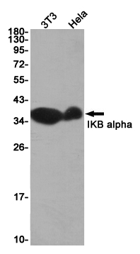 Western blot detection of IKB alpha in 3T3,Hela cell lysates using IKB alpha Rabbit pAb(1:1000 diluted).Predicted band size:36KDa.Observed band size:39KDa.
