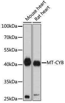 Western blot - MT-CYB Polyclonal Antibody 
