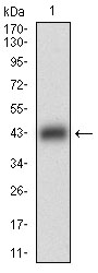 Western blot analysis using B3GALT4 mAb against human B3GALT4 (AA
