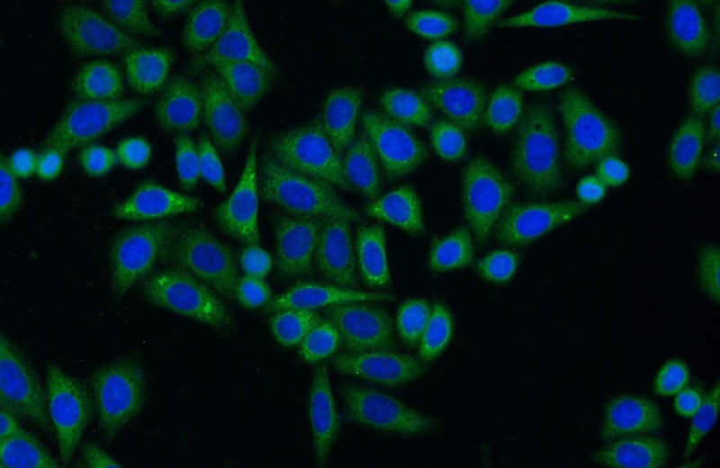 Immunofluorescent analysis of HepG2 cells using Catalog No:109356(CNPY2,MSAP Antibody) at dilution of 1:50 and Alexa Fluor 488-congugated AffiniPure Goat Anti-Rabbit IgG(H+L)