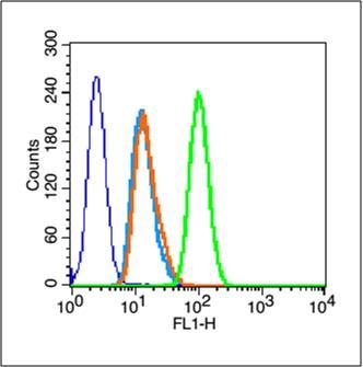 Fig2: Blank control (blue line): A431 cells (blue).; Primary Antibody (green line): Rabbit Anti-PDGF-A antibody ; Dilution: 1μg /10^6 cells;; Isotype Control Antibody (orange line): Rabbit IgG .; Secondary Antibody (white blue line): Goat anti-rabbit IgG-FITC; Dilution: 1μg /test.; Protocol; The cells were fixed with 70% methanol (Overnight at 4℃) and then permeabilized with 90% ice-cold methanol for 20 min at -20℃. Cells stained with Primary Antibody for 30 min at room temperature. The cells were then incubated in 1 X PBS/2%BSA/10% goat serum to block non-specific protein-protein interactions followed by the antibody for 15 min at room temperature. The secondary antibody used for 40 min at room temperature. Acquisition of 20,000 events was performed.