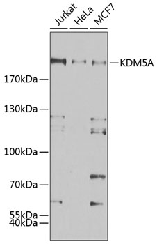 Western blot - KDM5A Polyclonal Antibody 