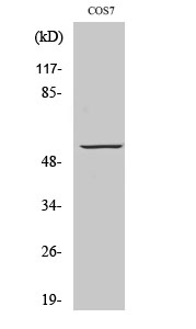 Fig1:; Western Blot analysis of various cells using GPR101 Polyclonal Antibody diluted at 1: 500