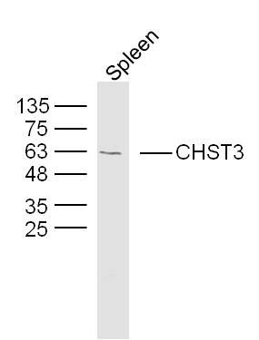 Fig2: Sample: Spleen (Mouse) Lysate at 40 ug; Primary: Anti-CHST3 at 1/300 dilution; Secondary: IRDye800CW Goat Anti-Rabbit IgG at 1/20000 dilution; Predicted band size: 55 kD; Observed band size: 60 kD