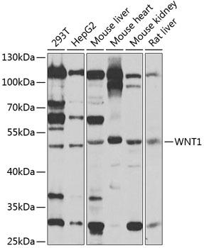Western blot - WNT1 Polyclonal Antibody 