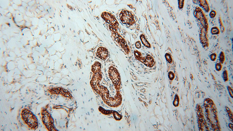Immunohistochemical of paraffin-embedded human skin using Catalog No:108342(ATP1A2 antibody) at dilution of 1:100 (under 10x lens)