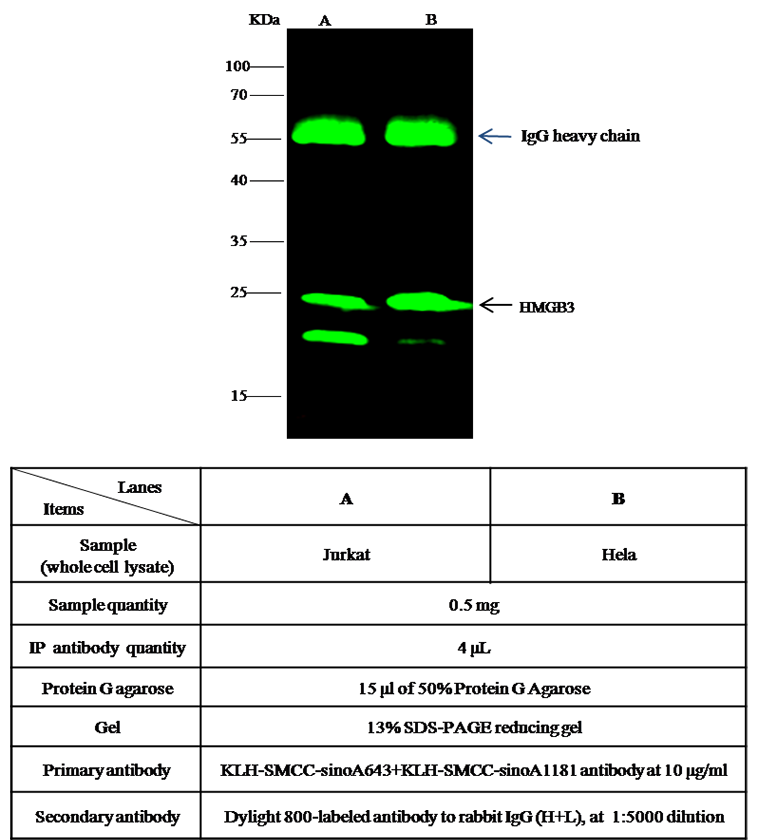 HMGB3 / HMG4 Antibody, Rabbit PAb, Antigen Affinity Purified, Immunoprecipitation