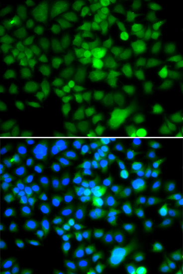 Immunofluorescence - NAP1L3 Polyclonal Antibody 