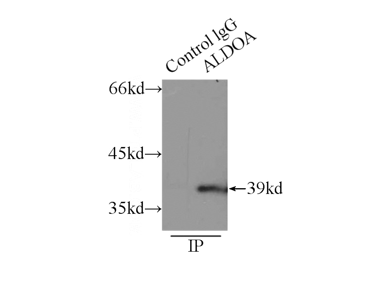 IP Result of anti-ALDOA (IP:Catalog No:107976, 3ug; Detection:Catalog No:107976 1:1000) with HepG2 cells lysate 6000ug.