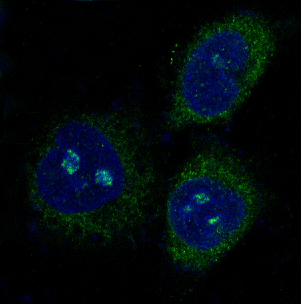 Immunofluorescent analysis of Hela cells, using PUMA Antibody .