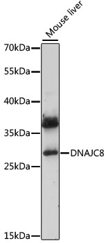 Western blot - DNAJC8 Polyclonal Antibody 