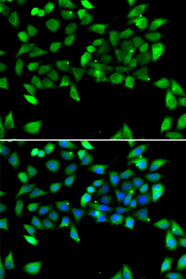 Immunofluorescence - EIF3H Polyclonal Antibody 
