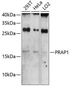 Western blot - PRAP1 Polyclonal Antibody 