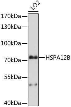Western blot - HSPA12B Polyclonal Antibody 