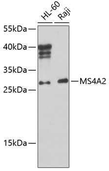 Western blot - MS4A2 Polyclonal Antibody 