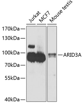 Western blot - ARID3A Polyclonal Antibody 
