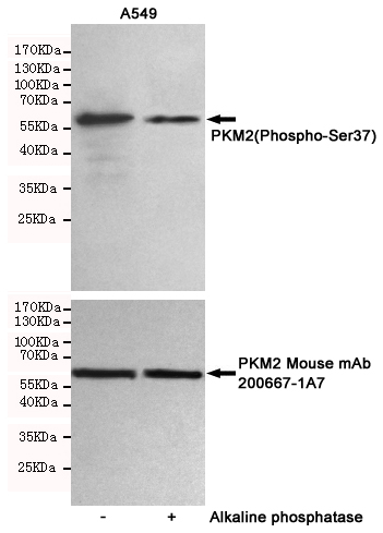 Western blot detection of PKM2(Phospho-Ser37)  in A549 cells untreated or treated with Alkaline phosphatase using PKM2(Phospho-Ser37) Rabbit pAb (dilution 1:500, upper) or PKM2 Mouse mAb (200667-1A7,dilution 1:1000, lower)).Predicted band size:60kDa.Observed band size:60kDa.