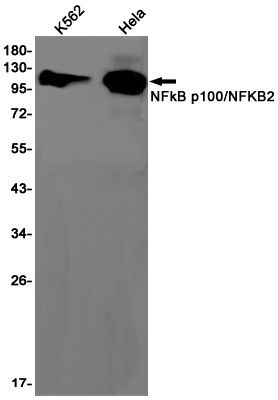 Western blot detection of NFkB p100/NFKB2 in K562,Hela cell lysates using NFkB p100/NFKB2 Rabbit pAb(1:1000 diluted).Predicted band size:97kDa.Observed band size:120kDa.