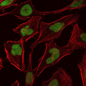 Immunofluorescence analysis of Hela cells using MCM2 mouse mAb (green). Blue