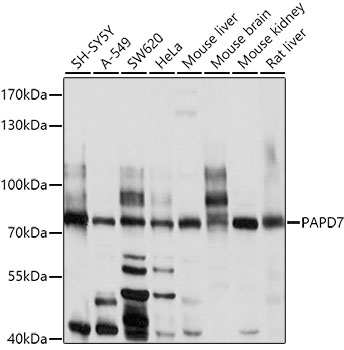 Western blot - PAPD7 Polyclonal Antibody 