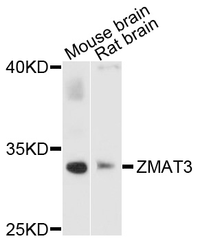 Western blot - ZMAT3 Polyclonal Antibody 