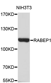 Western blot - RABEP1 Polyclonal Antibody 
